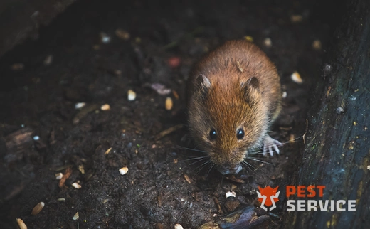 Дератизация в Троицке